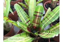 Neoregelia Half Pint