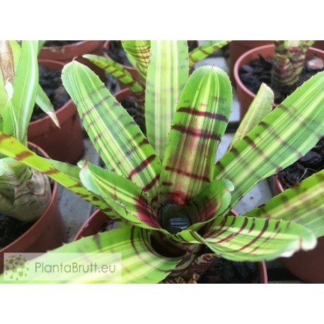 Neoregelia Half Pint
