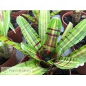 Neoregelia Half Pint