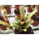Neoregelia lilliputeana x Large Form pauciflora