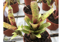 Neoregelia lilliputeana x Large Form pauciflora