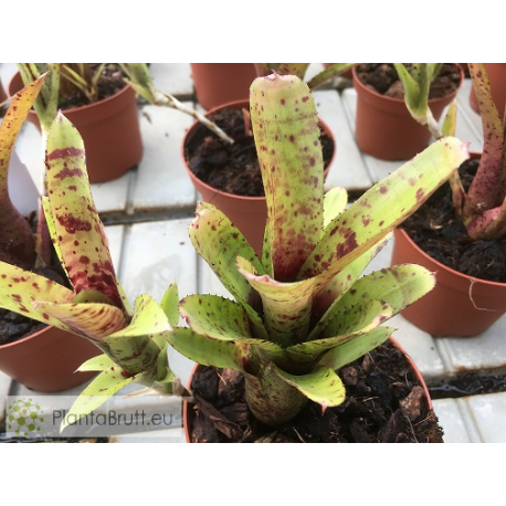 Neoregelia lilliputeana x Large Form pauciflora