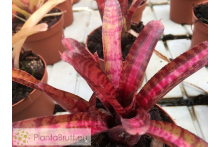 Neoregelia Hot Embers