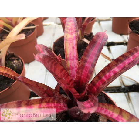 Neoregelia Hot Embers