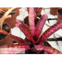 Neoregelia Hot Embers
