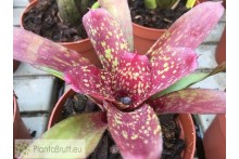 Neoregelia Night Spot x Tweedle Dee