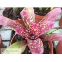 Neoregelia Night Spot x Tweedle Dee