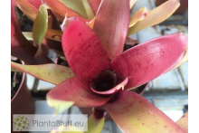Neoregelia Kilihune
