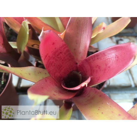 Neoregelia Kilihune