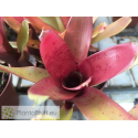 Neoregelia Kilihune