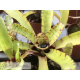 Neoregelia Itty Kitty