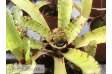 Neoregelia Itty Kitty