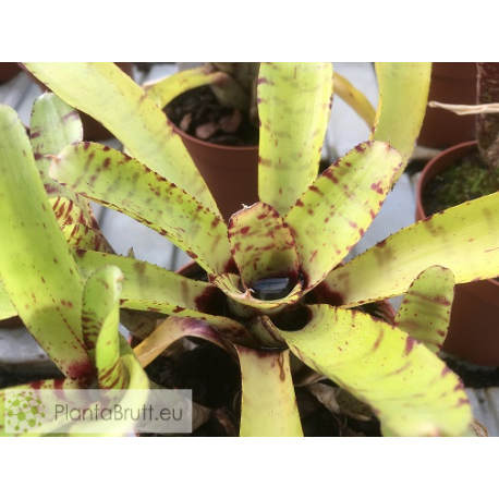Neoregelia Itty Kitty