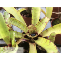 Neoregelia Itty Kitty