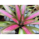 Neoregelia Martin