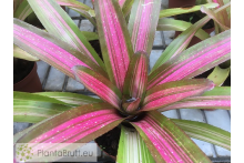Neoregelia Martin