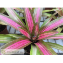 Neoregelia Martin