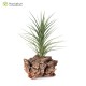 Tillandsia tenuifolia var. varginata x caulescens