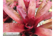 Neoregelia Dexter Pride x Fireball