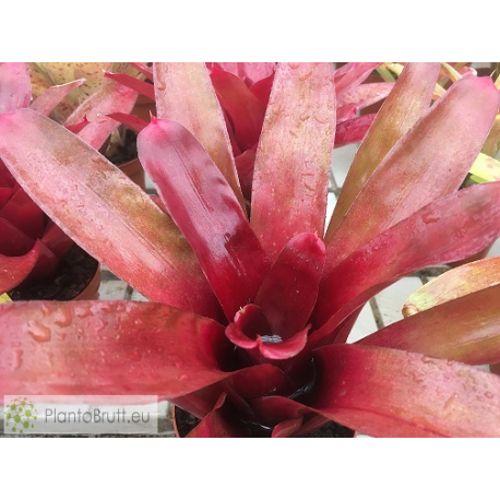Neoregelia Dexter Pride x Fireball