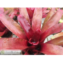 Neoregelia Dexter Pride x Fireball
