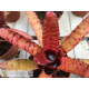 Neoregelia Ed Prince