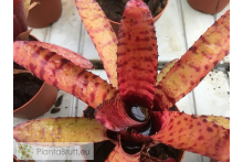 Neoregelia Ed Prince