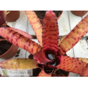 Neoregelia Ed Prince