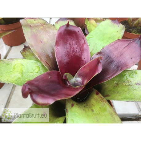 Neoregelia Pitch Black x Fireball