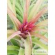 Tillandsia brachycaulos x streptophylla