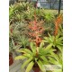 Tillandsia guatemalensis