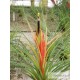 Tillandsia punctulata