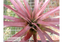 Tillandsia capitata var. guzmanioides