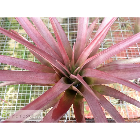 Tillandsia capitata var. guzmanioides
