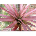Tillandsia capitata var. guzmanioides