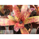 Neoregelia Punini