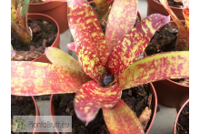 Neoregelia Punini
