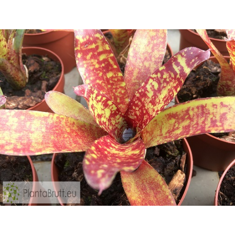 Neoregelia Punini