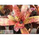 Neoregelia Punini