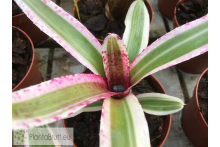 Neoregelia Fire in the Hole