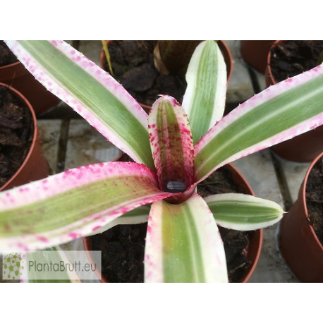 Neoregelia Fire in the Hole
