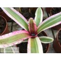 Neoregelia Fire in the Hole
