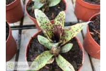 Neoregelia Small Fry