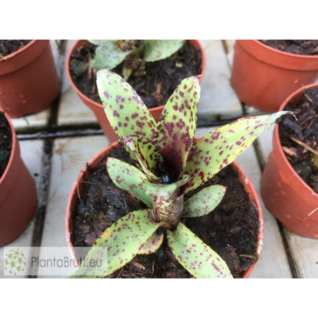 Neoregelia Small Fry