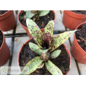Neoregelia Small Fry