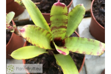 Neoregelia dungsiana x Wee Willy