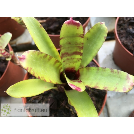 Neoregelia dungsiana x Wee Willy