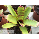 Neoregelia dungsiana x Wee Willy