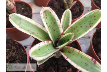 Neoregelia Twiter