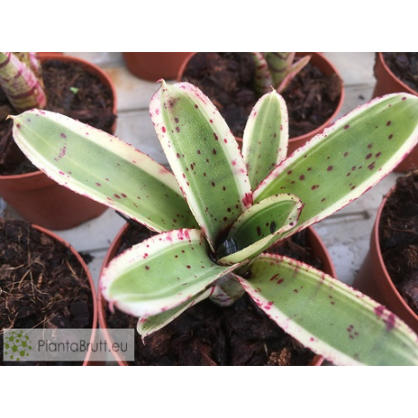 Neoregelia Twiter
